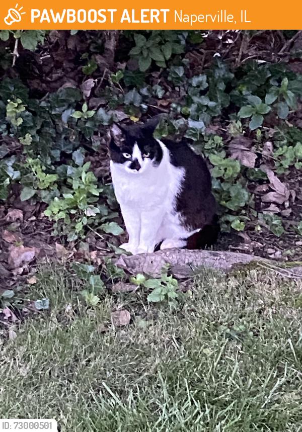 Found/Stray Unknown Cat last seen Beaconsfield / Salisbury, Naperville, IL 60565