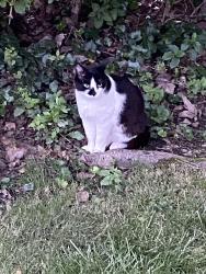 Found/Stray Unknown Cat last seen Beaconsfield / Salisbury, Naperville, IL 60565