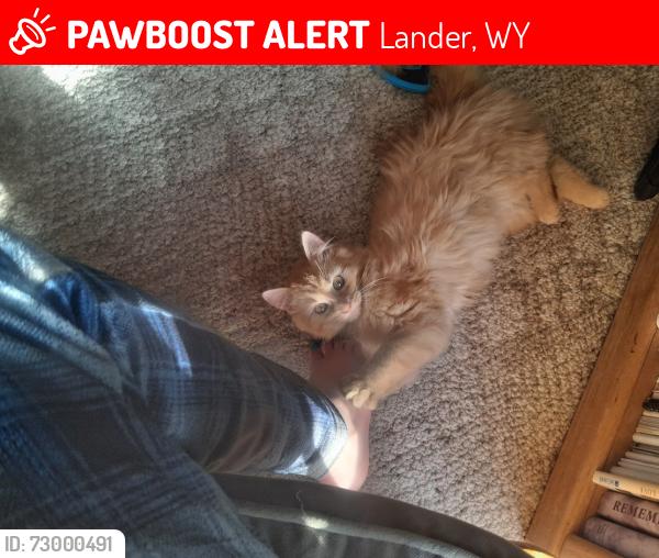 Lost Female Cat last seen Near Adams Street, kinda close to the middle school and north park., Lander, WY 82520