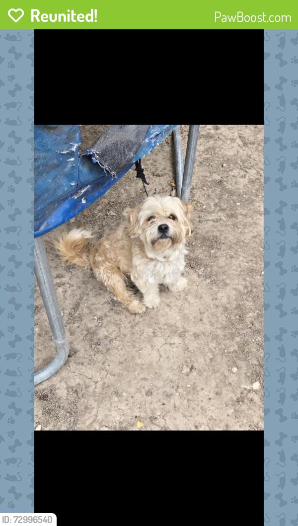 Reunited Male Dog last seen Azle ave. And long ave, Fort Worth, TX 76106