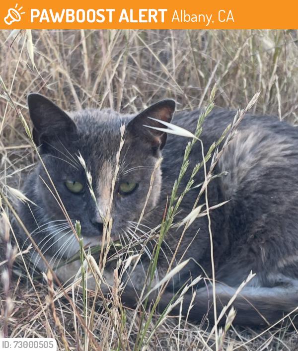 Found/Stray Unknown Cat last seen Near albany bulb, Albany, CA 94710