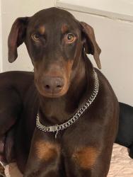 Reunited Female Dog last seen i20 and park springs, Arlington, TX 76017