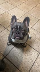 Lost Male Dog last seen Greenbay Ave and 162nd St, Calumet City, IL 60409