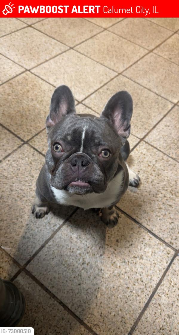 Lost Male Dog last seen Greenbay Ave and 162nd St, Calumet City, IL 60409