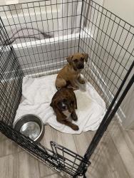 Found/Stray Female Dog last seen Tallwood Drive just before cul de sac, Baton Rouge, LA 70816