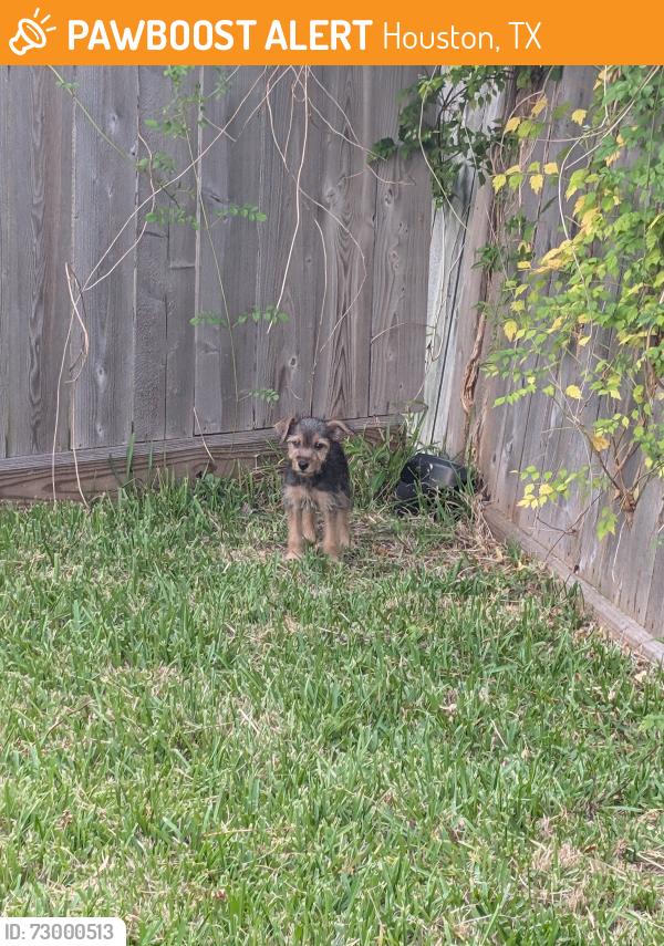 Found/Stray Male Dog last seen Roaming within our gated community., Houston, TX 77023