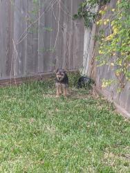 Found/Stray Male Dog last seen Roaming within our gated community., Houston, TX 77023