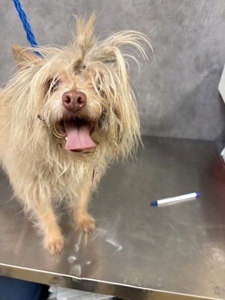 Shelter Stray Female Dog last seen Near wister glen, Desoto, TX, 1150 E Pleasant Run Rd, Cedar Hill, TX 75104, USA