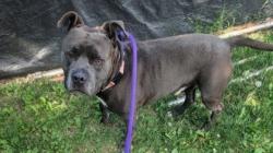 Shelter Stray Male Dog last seen Near Whitlock, 21213, MD, 301 Stockholm St, Baltimore, MD 21230, USA