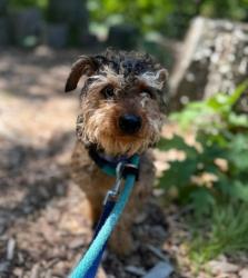 Shelter Stray Male Dog last seen Near Sherwood Ave, 21239, MD, 301 Stockholm St, Baltimore, MD 21230, USA