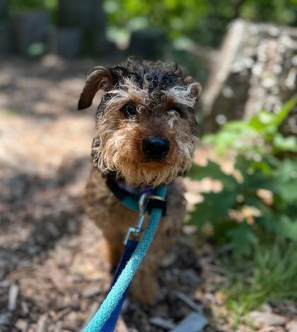 Shelter Stray Male Dog last seen Near Sherwood Ave, 21239, MD, 301 Stockholm St, Baltimore, MD 21230, USA