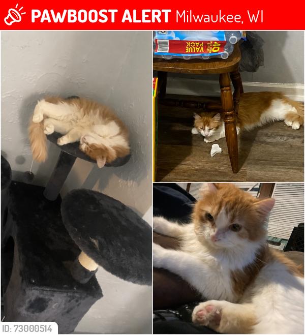 Lost Female Cat last seen 60th & carmen, Milwaukee, WI 53218