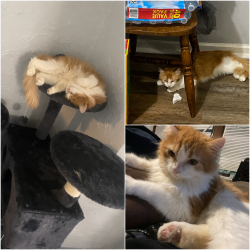 Lost Female Cat last seen 60th & carmen, Milwaukee, WI 53218