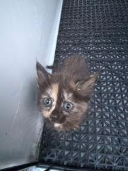 Shelter Stray Female Cat last seen Woodlawn Ave, Cramerton, NC, 1491 Business Park Ct, Gastonia, NC 28052, USA