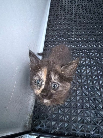 Shelter Stray Female Cat last seen Woodlawn Ave, Cramerton, NC, 1491 Business Park Ct, Gastonia, NC 28052, USA