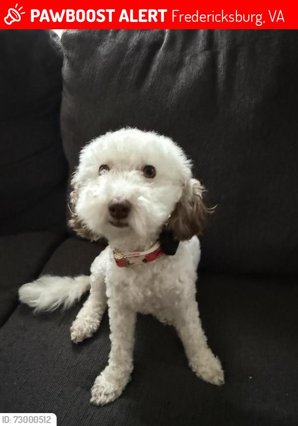 Lost Female Dog last seen Surry woods court cul-de-sac, Fredericksburg, VA 22407
