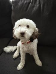 Lost Female Dog last seen Surry woods court cul-de-sac, Fredericksburg, VA 22407