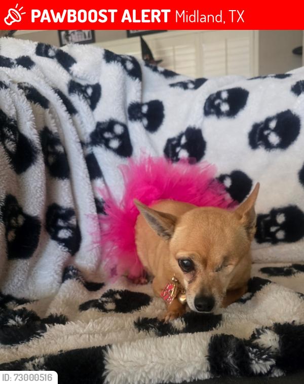 Lost Female Dog last seen Delmar, midland dr alamo jr high, Midland, TX 79703