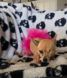 Lost Female Dog last seen Delmar, midland dr alamo jr high, Midland, TX 79703