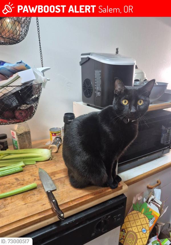 Lost Male Cat last seen D ST AND savage rd , Salem, OR 97301