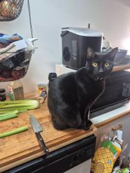 Lost Male Cat last seen D ST AND savage rd , Salem, OR 97301