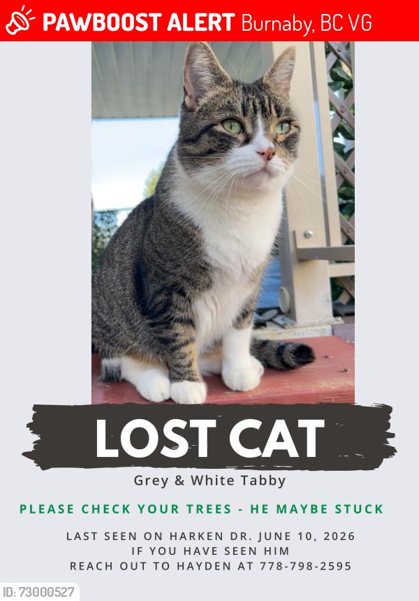 Lost Male Cat last seen Harken Dr. & Beamish St., Burnaby, BC V5G