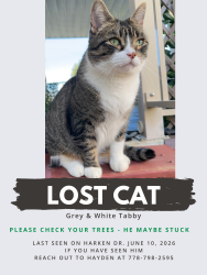 Lost Male Cat last seen Harken Dr. & Beamish St., Burnaby, BC V5G
