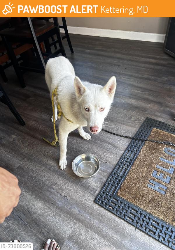 Found/Stray Female Dog last seen Watkins park, Kettering, MD 20774