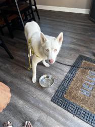 Found/Stray Female Dog last seen Watkins park, Kettering, MD 20774