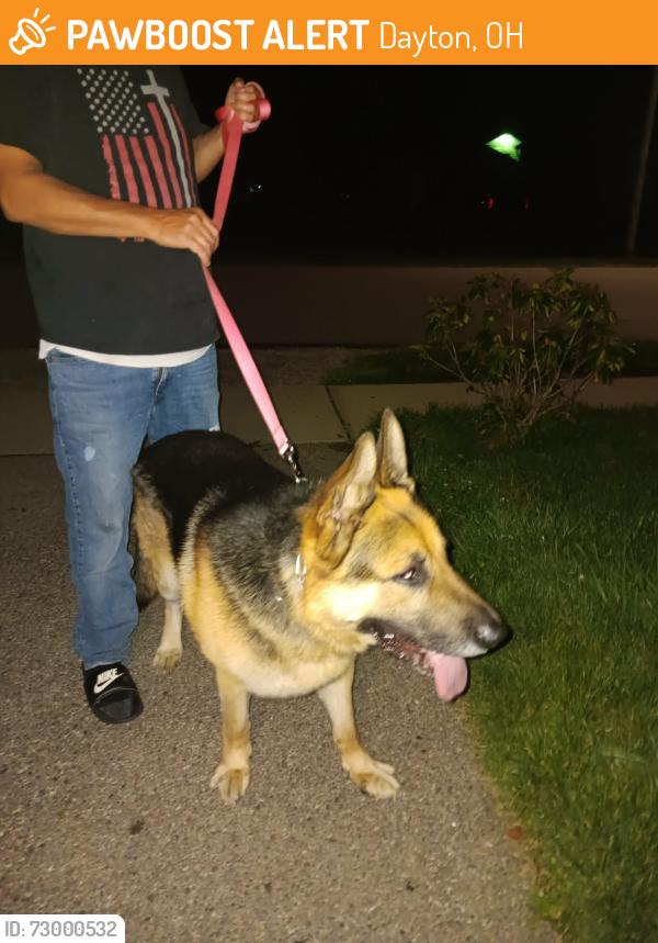 Found/Stray Male Dog last seen Patterson Rd and Courtland ave , Dayton, OH 45420