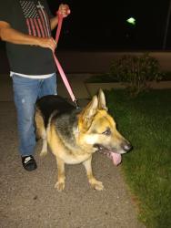 Found/Stray Male Dog last seen Patterson Rd and Courtland ave , Dayton, OH 45420