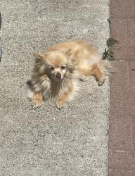 Lost Female Dog last seen Amesti & Crow, Watsonville, CA 95076