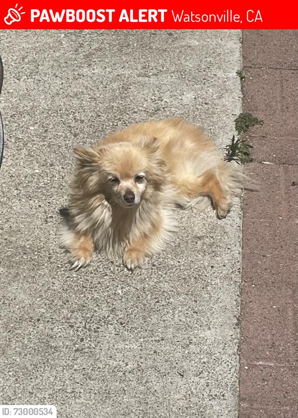 Lost Female Dog last seen Amesti & Crow, Watsonville, CA 95076