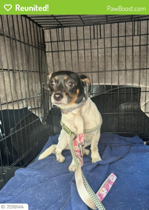 Reunited Female Dog last seen Marlow Gainesville, Gainesville, FL 32607