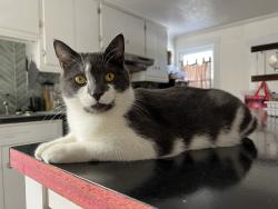Lost Male Cat last seen Near east high street, Manheim, PA 17545