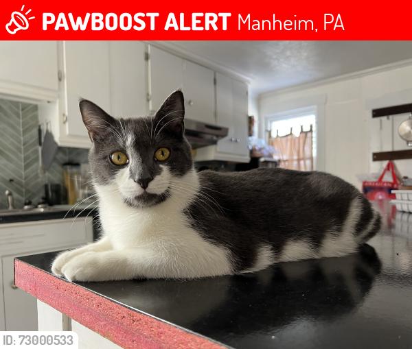 Lost Male Cat last seen Near east high street, Manheim, PA 17545