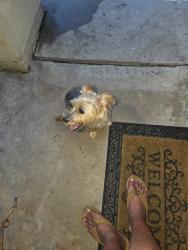 Reunited Unknown Dog last seen Near Cheyenne Ave, San Antonio, TX 78207, EE. UU., San Antonio, TX 78207