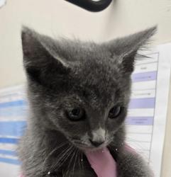 Shelter Stray Female Cat last seen Fletcher Parkway, El Cajon, CA, 92020, El Cajon, CA 92020, USA