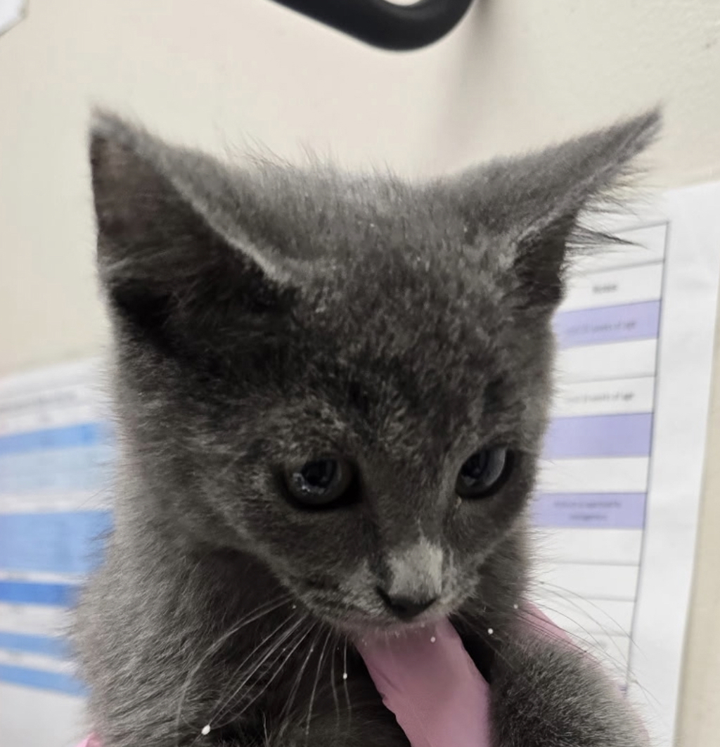 Shelter Stray Female Cat last seen Fletcher Parkway, El Cajon, CA, 92020, El Cajon, CA 92020, USA