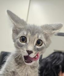 Shelter Stray Male Cat last seen Fletcher Parkway, El Cajon, CA, 92020, El Cajon, CA 92020, USA