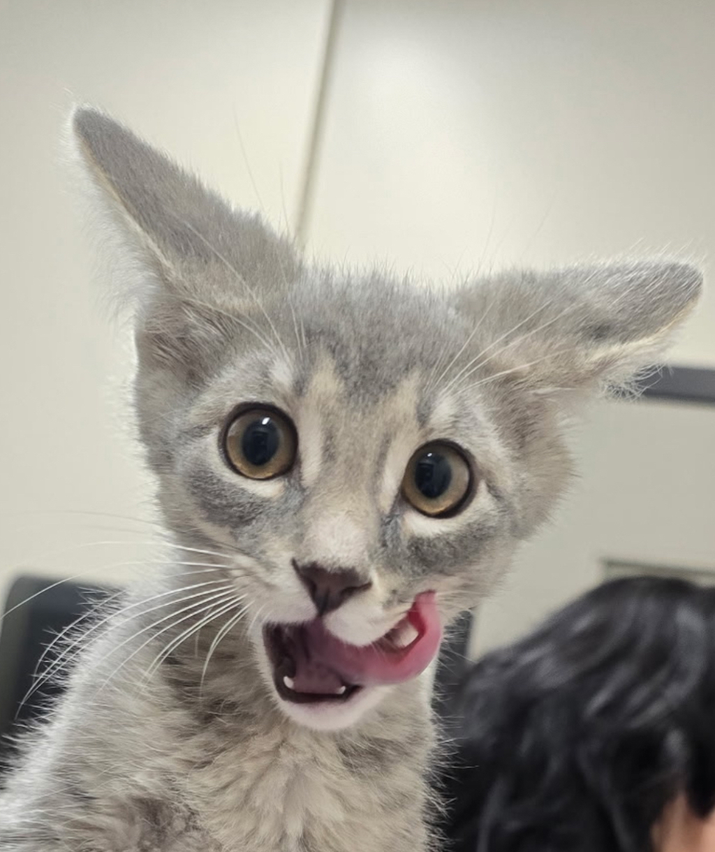 Shelter Stray Male Cat last seen Fletcher Parkway, El Cajon, CA, 92020, El Cajon, CA 92020, USA