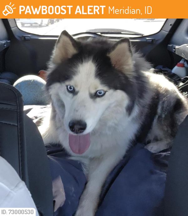 Found/Stray Female Dog last seen Meridian/willowbrook, Meridian, ID 83646