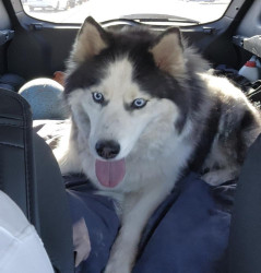 Found/Stray Female Dog last seen Meridian/willowbrook, Meridian, ID 83646