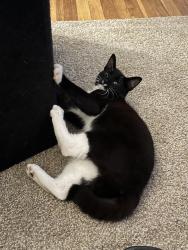 Lost Female Cat last seen One block west of of Delridge Way near Hudson St, Seattle, WA 98106