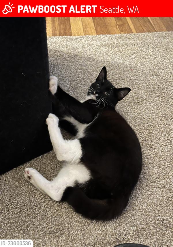 Lost Female Cat last seen One block west of of Delridge Way near Hudson St, Seattle, WA 98106