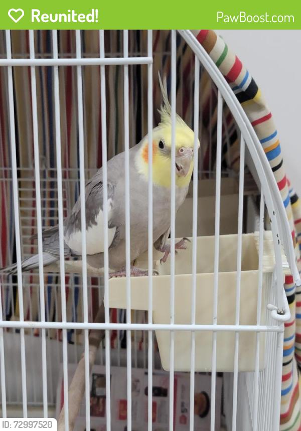 Reunited Male Bird last seen Thornton Road & Yorkshire Drive, Breinigsville, PA 18031