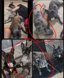 Lost Female Dog last seen 75th & Iola Ave , Lubbock, TX 79424