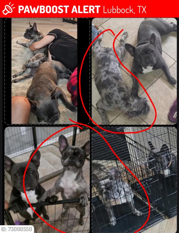 Lost Female Dog last seen 75th & Iola Ave , Lubbock, TX 79424