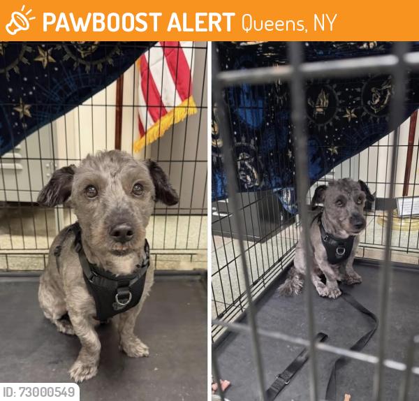 Found/Stray Male Dog last seen Queens village , Queens, NY 11428