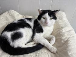 Lost Male Cat last seen 59th st West allis, West Allis, WI 53214